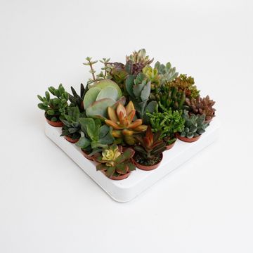 Suckulenter MIX