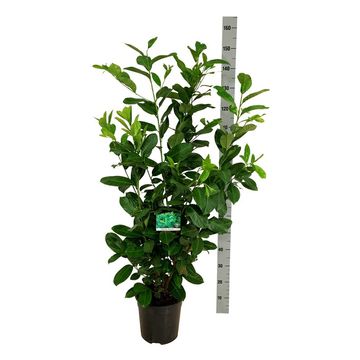 Prunus laurocerasus 'Rotundifolia'