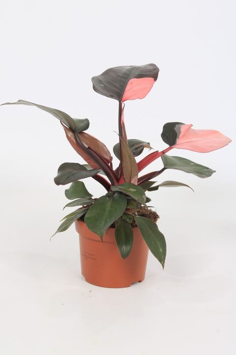 Philodendron 'Pink Princess'