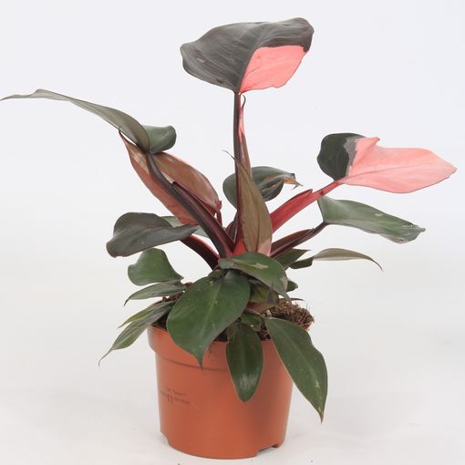 Philodendron 'Pink Princess'