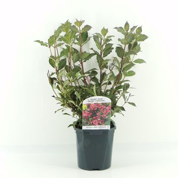 Weigela florida 'Нана Пурпуреа'