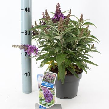 Buddleja davidii BUTTERFLY CANDY LITTLE LILA