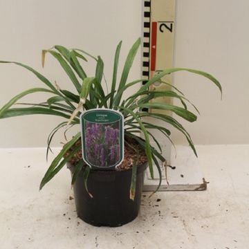 Liriope muscari 'Royal Purple'