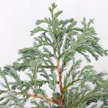 Chamaecyparis pisifera 'Boulevard'