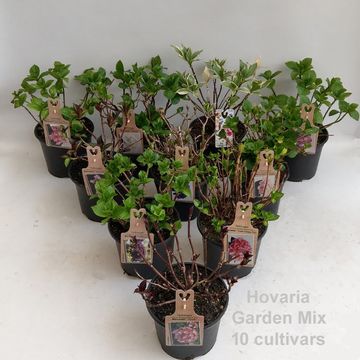 Hydrangea macrophylla HOVARIA MIX
