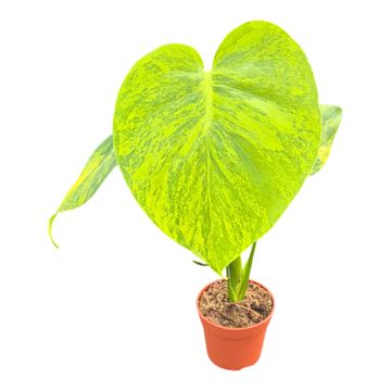 Monstera deliciosa 'Variegata Aurea'