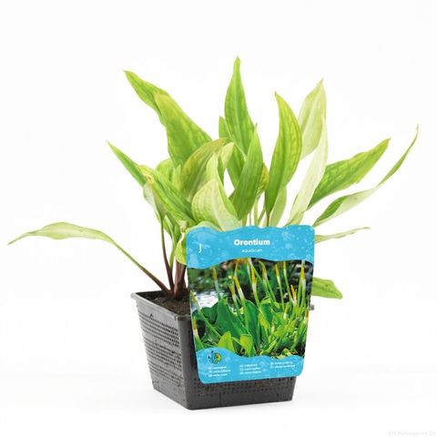 Orontium aquaticum