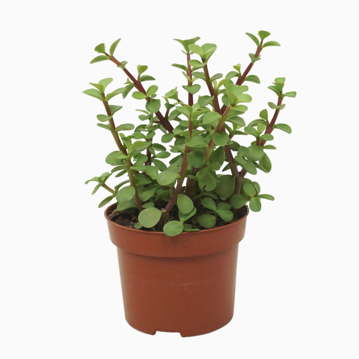 Portulacaria afra — Plant Wholesale FlorAccess