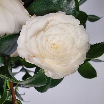 Camellia japonica 'Matterhorn'