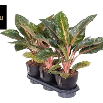 Aglaonema 'Pumkin Green'