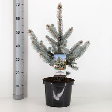 Picea pungens 'Hoopsii'