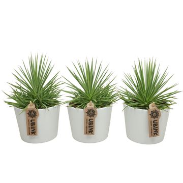 Agave stricta 'Nana'