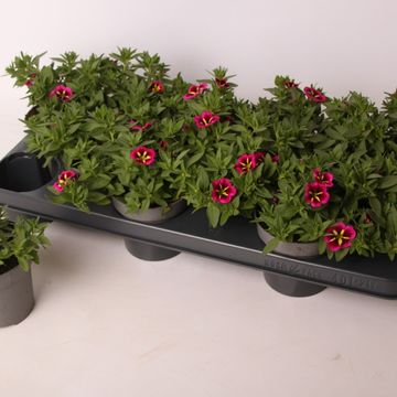 Calibrachoa CABARET GOOD NIGHT KISS