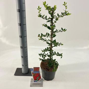 Pyracantha coccinea 'Red Column'