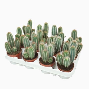 Pilosocereus pachycladus