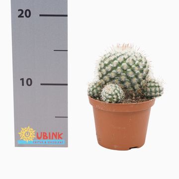 Mammillaria bombycina