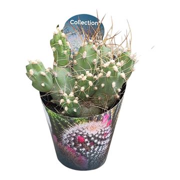 Tephrocactus alboareolatus