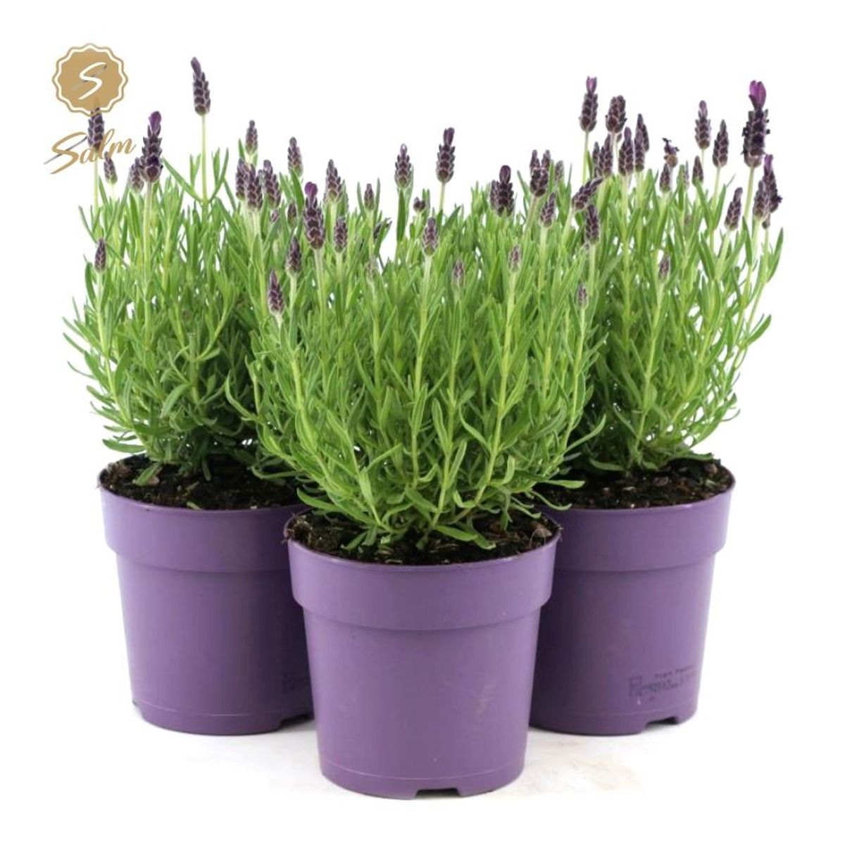 lavandula-stoechas-anouk-plant-wholesale-floraccess