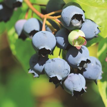 Vaccinium corymbosum 'Bluecrop'