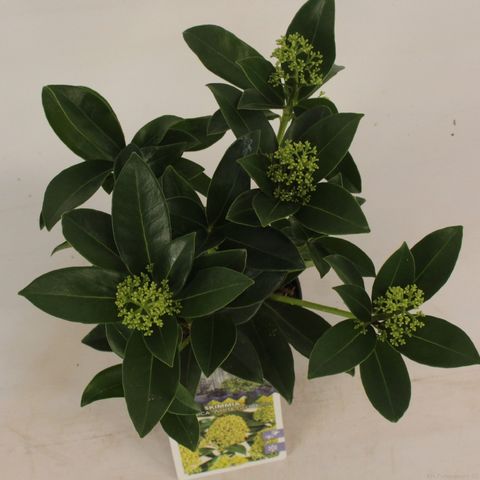 Skimmia japonica WHITE GLOBE