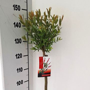 Salix integra 'Flamingo'