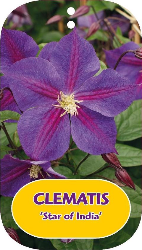 Clematis 'Стар оф Индия' (LL)