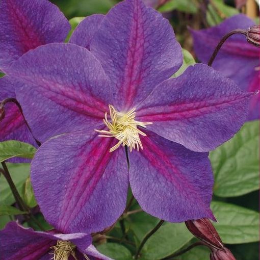 Clematis 'Стар оф Индия' (LL)