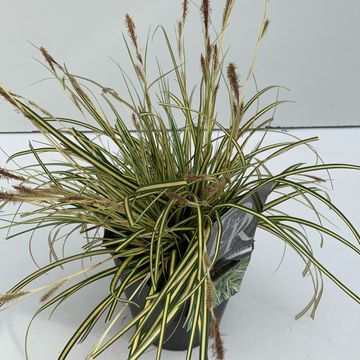 Carex oshimensis 'Evergold'
