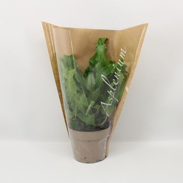 Asplenium scolopendrium