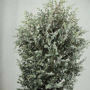 Eucalyptus gunnii AZURA