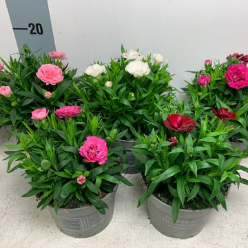 Dianthus OSCAR MIX