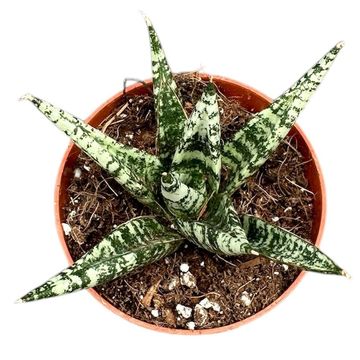 Sansevieria 'Zebra'