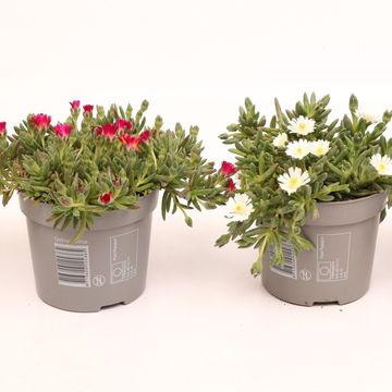 Delosperma cooperi LIDO MIX
