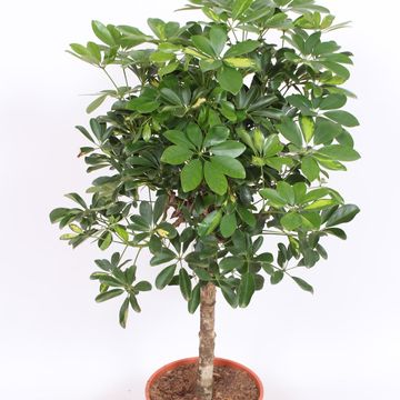 Schefflera arboricola 'Gold Capella'