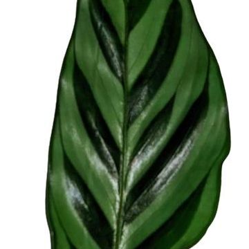 Calathea 'Freddie'