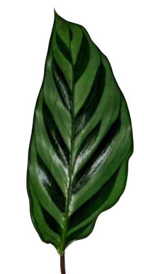 Calathea 'Freddie'