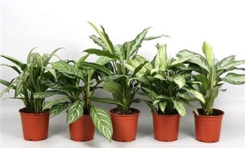 Aglaonema MIX