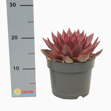 Echeveria agavoides 'Antares'