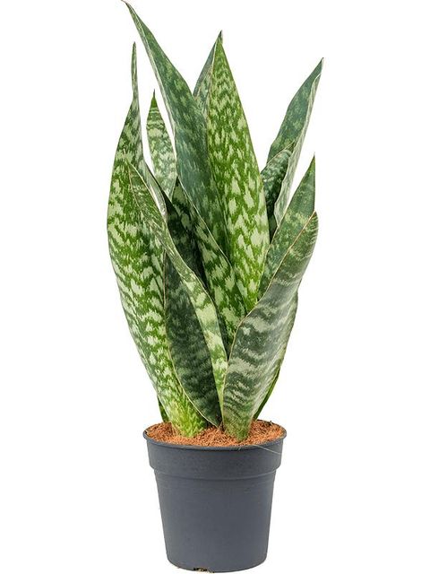 Sansevieria aubrytiana