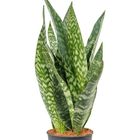 Sansevieria aubrytiana