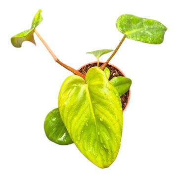 Philodendron billietiae x pastazanum