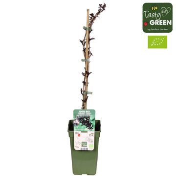 Sambucus nigra BLACK BEAUTY