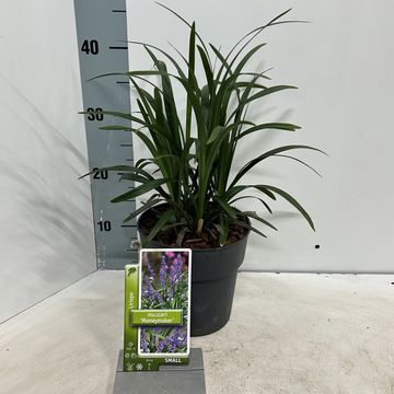 Liriope muscari 'Манимейкер'