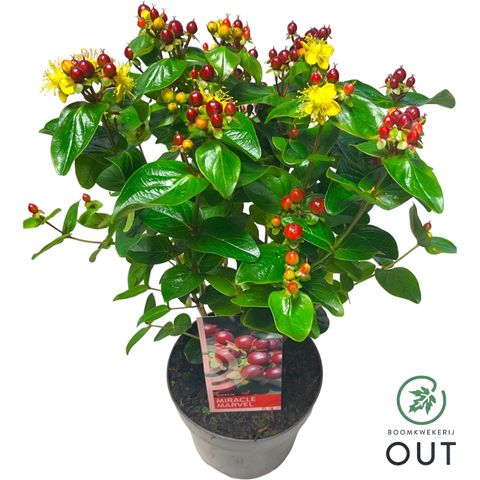 Hypericum MIRACLE MARVEL