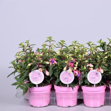 Fuchsia 'Bella Faya'
