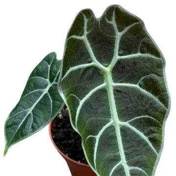 Alocasia 'Watsoniana'