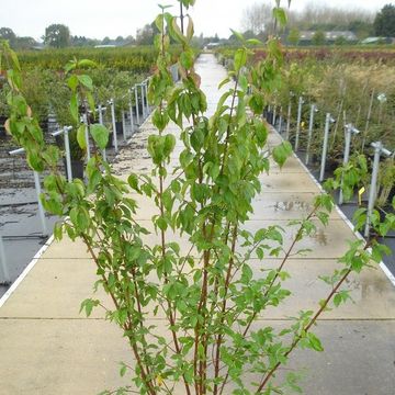 Cornus mas