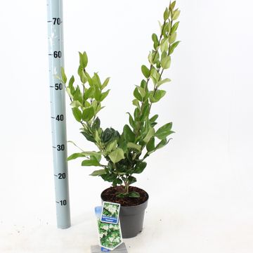 Ligustrum japonicum 'Texanum'