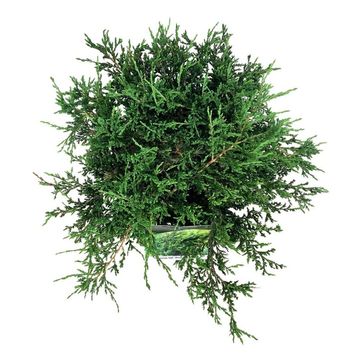 Juniperus horizontalis 'Prince of Wales'