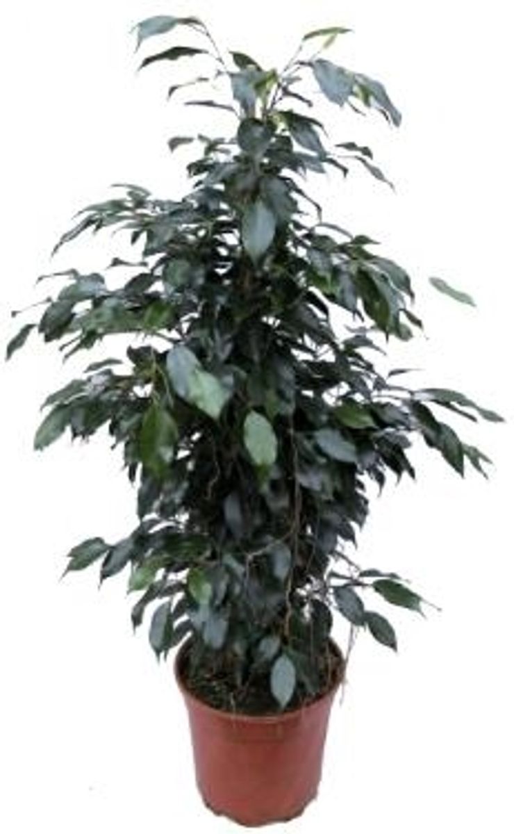 Ficus benjamini Twighlight in 17cm pot
